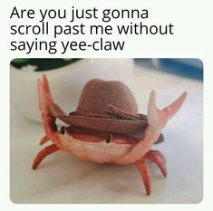 crab.jpeg